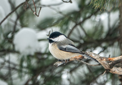 Chickadee